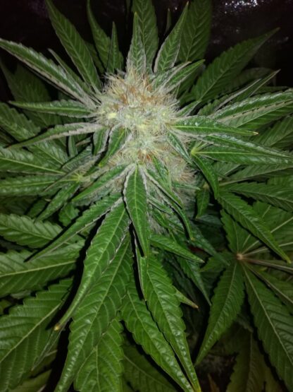 semi Dutch Kush by Paradise Seeds - immagine 2