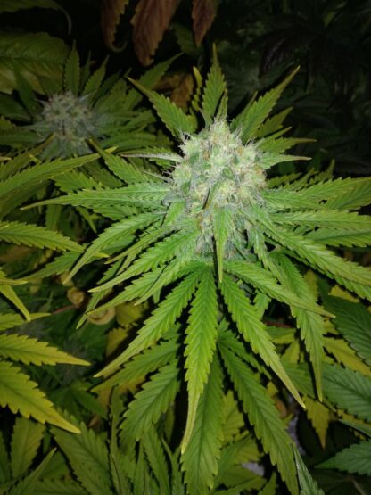 semi Dutch Kush by Paradise Seeds - immagine 4
