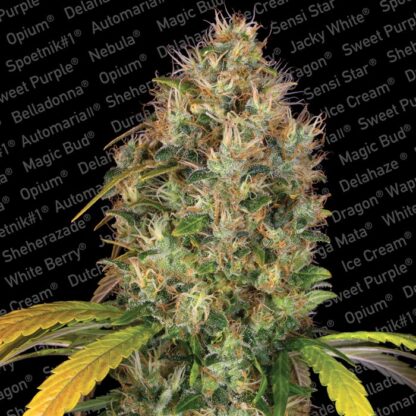 semi Dutch Kush by Paradise Seeds