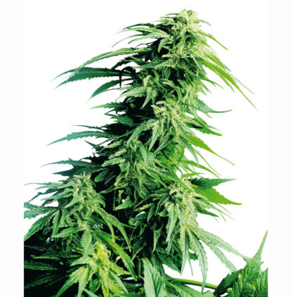 semi Hindu Kush by Sensi seeds