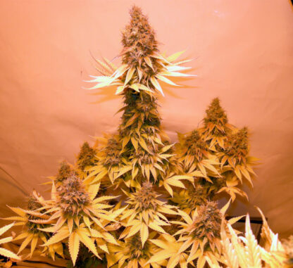 CRITICAL by Royal Queen seeds, 5 semi - immagine 6