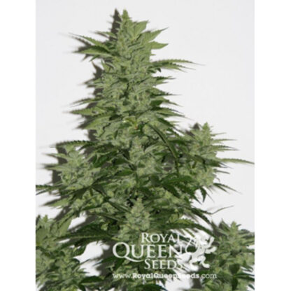 Royal Kush Automatic by Royal Queen seeds - immagine 2