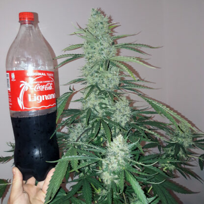 semi Bubble Kush Auto by Royal Queen seeds - immagine 3