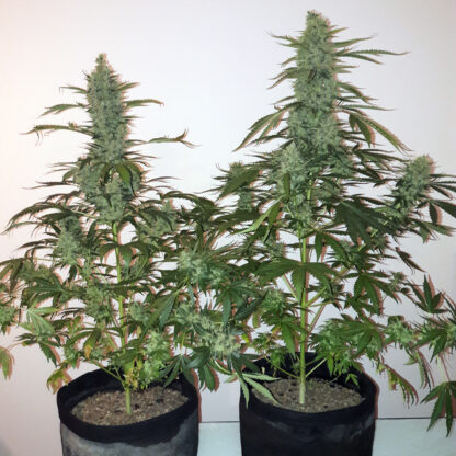 semi Bubble Kush Auto by Royal Queen seeds - immagine 2
