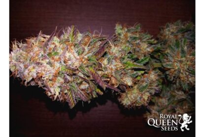 semi Bubble Kush Auto by Royal Queen seeds - immagine 6