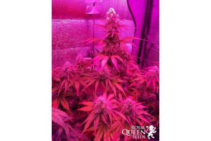 semi Bubble Kush Auto by Royal Queen seeds - immagine 8