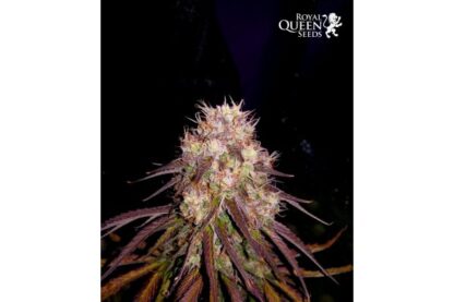 semi Bubble Kush Auto by Royal Queen seeds - immagine 5