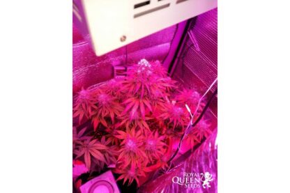 semi Bubble Kush Auto by Royal Queen seeds - immagine 7