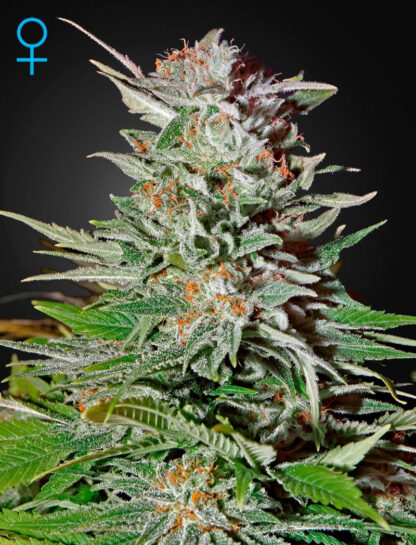 Super Lemon Haze Auto by Greenhouse seed, 5 semi
