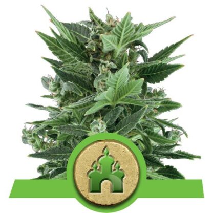Royal Kush Automatic by Royal Queen seeds