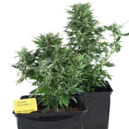 Royal Kush Automatic by Royal Queen seeds - immagine 3