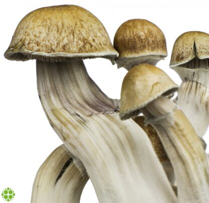 Spore funghi INNERVISIONS Psilocybe cubensis Hawaii, 10 ml
