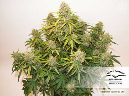 Auto Brooklyn Sunrise® by Dutch Passion, 3 semi
