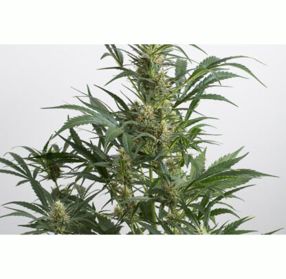 Amnesia XXL Autoflowering, 5 semi - immagine 3