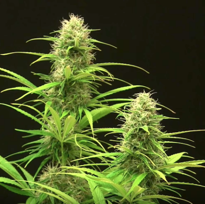 Amnesia XXL Autoflowering, 5 semi