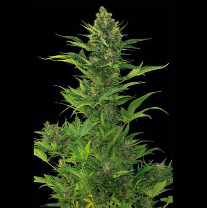 Amnesia XXL Autoflowering, 5 semi - immagine 4