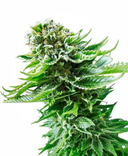 semi Northern lights auto by Sensi Seeds