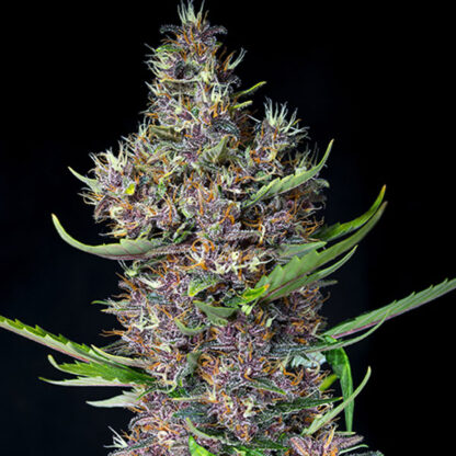 Red Poison Auto by Sweet Seeds, 3 +1 semi
