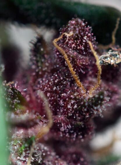 Red Poison Auto by Sweet Seeds, 3 +1 semi - immagine 2