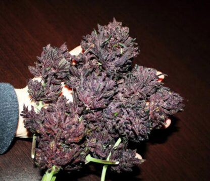 Red Poison Auto by Sweet Seeds, 3 +1 semi - immagine 3