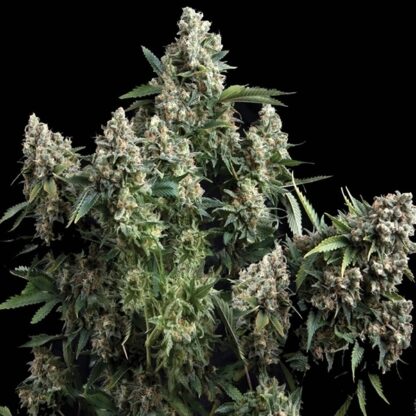 Tutankhamon by Pyramid Seeds, 5 semi +2 semi OMAGGIO