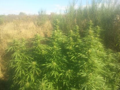Lemon Skunk di Green House Seed Co. - immagine 2