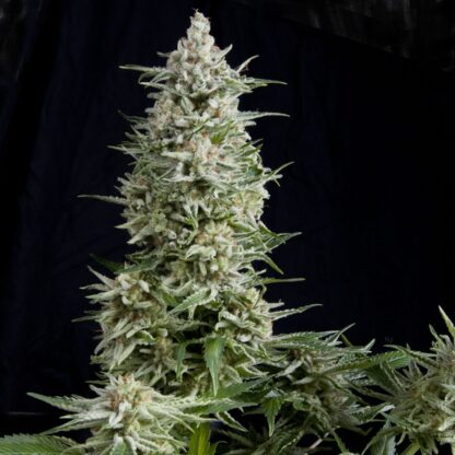Amnesia Gold by Pyramid Seeds, 3 + 1 semi