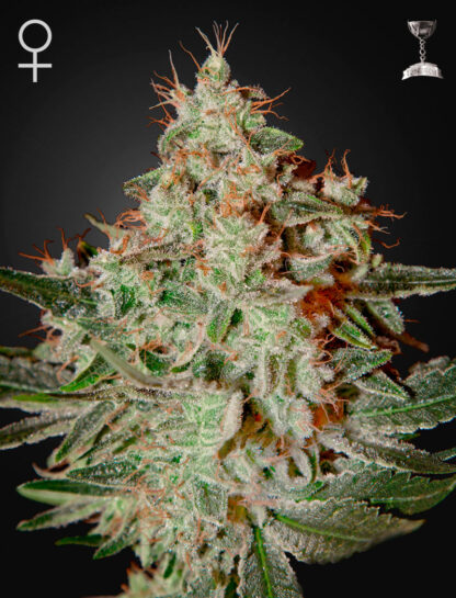 Lemon Skunk di Green House Seed Co.