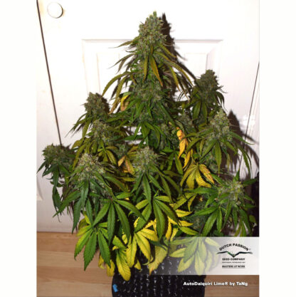 Auto Daiquiri Lime® by Dutch Passion, 3 semi - immagine 2