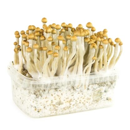 Grow Kit Psilocybe cubensis Mazatapec
