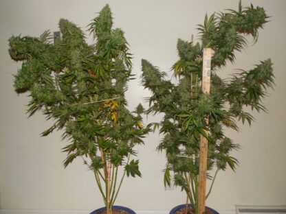 Super Skunk Automatic, Sensi Seeds 3 semi - immagine 2