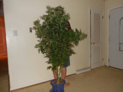 Super Skunk Automatic, Sensi Seeds 3 semi - immagine 5