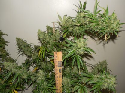 Super Skunk Automatic, Sensi Seeds 3 semi - immagine 4