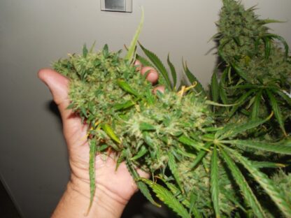 Super Skunk Automatic, Sensi Seeds 3 semi - immagine 3