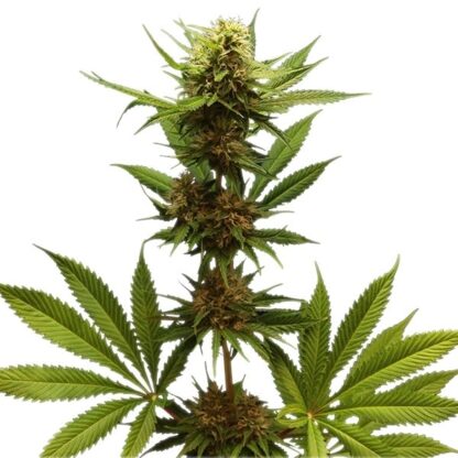 Northern Light Royal Queen Seeds, 5 semi - immagine 4