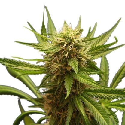Northern Light Royal Queen Seeds, 5 semi - immagine 5