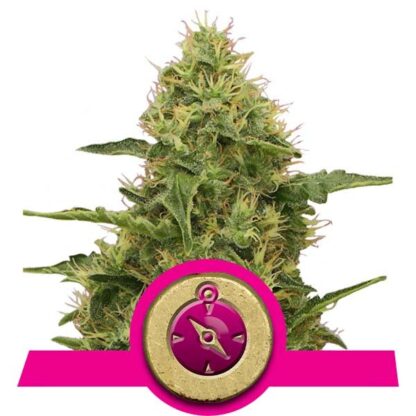 Northern Light Royal Queen Seeds, 5 semi