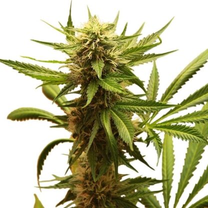 Northern Light Royal Queen Seeds, 5 semi - immagine 2
