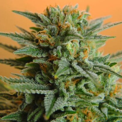Papaya by Nirvana™,  5 Semi