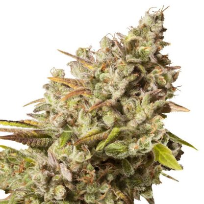 Royal Gorilla by Royal Queen seeds,  5 semi - immagine 2