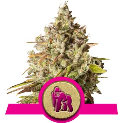 Royal Gorilla by Royal Queen seeds,  5 semi