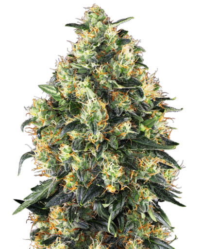 Super Skunk Automatic, Sensi Seeds 3 semi - immagine 6