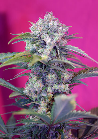 Cream Mandarine Auto®, Sweet Seeds 3 + 1 semi
