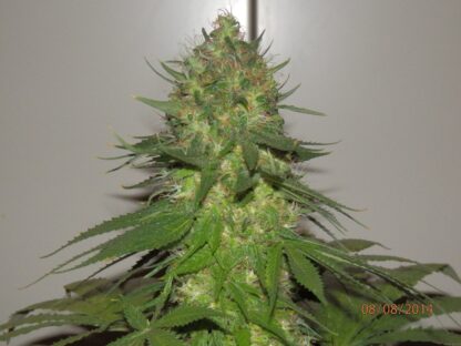 Power Flower by Royal Queen seeds, 5 semi - immagine 4