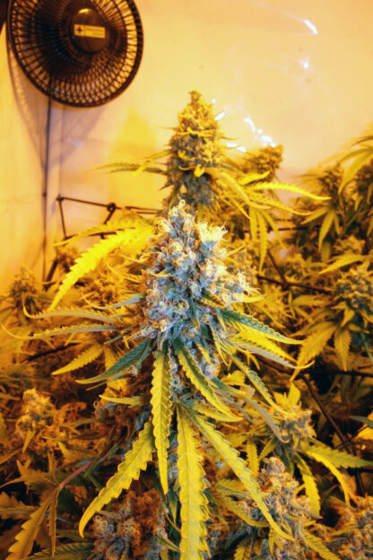 Critical Kush by Royal Queen seeds, 5 semi - immagine 3