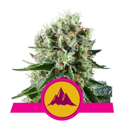 Critical Kush by Royal Queen seeds, 5 semi