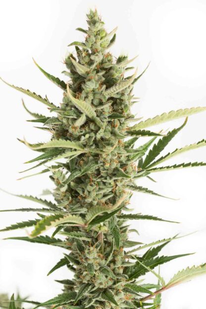 Amnesia XXL Auto by DINAFEM - immagine 3