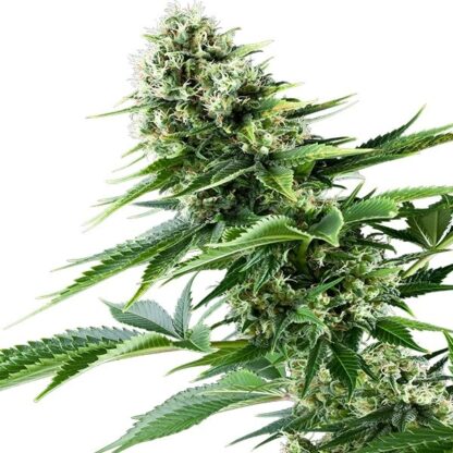Power Flower by Royal Queen seeds, 5 semi - immagine 3