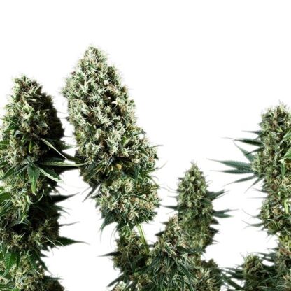 Power Flower by Royal Queen seeds, 5 semi - immagine 2