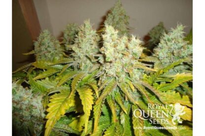 White Widow by Royal Queen Seeds, 5 semi - immagine 2